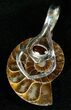 Sterling Silver Ammonite Pendant #5592-1